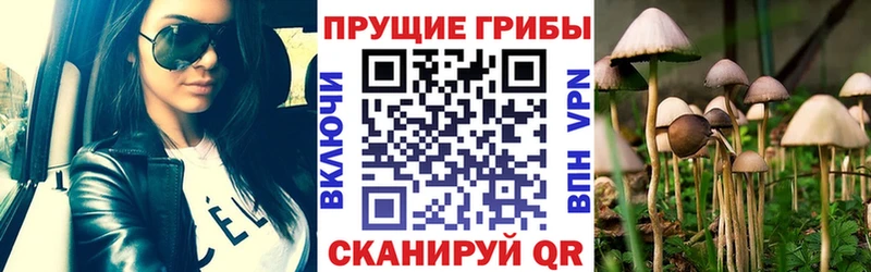 где купить наркотик  Усть-Лабинск  Галлюциногенные грибы Psilocybe 